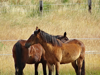 Horses in a field