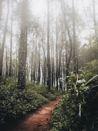 Scenic view of trees in forest