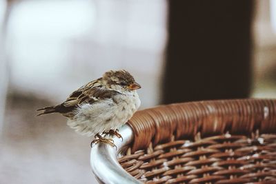 Close-up of bird perching on wall