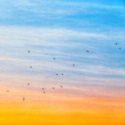 Flock of birds flying over sea against sky