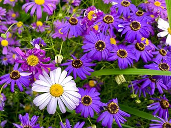 Close-up of purple flowers blooming outdoors