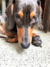 Close-up portrait of dog relaxing on floor