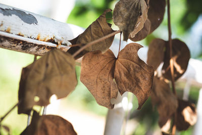 Close-up of dried leaves against blurred background