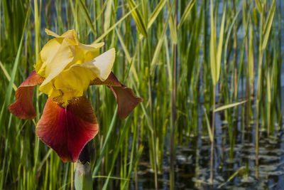 Close-up of day lily blooming outdoors