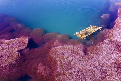  high-angle view of the pink algae