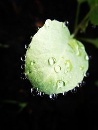 Close-up of wet leaf