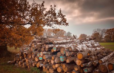 Stack of logs on field in forest