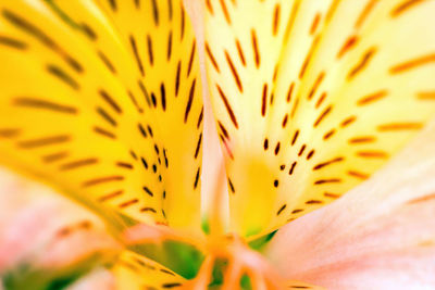 Close-up of yellow flowering plant