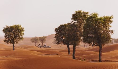 Trees on desert against clear sky