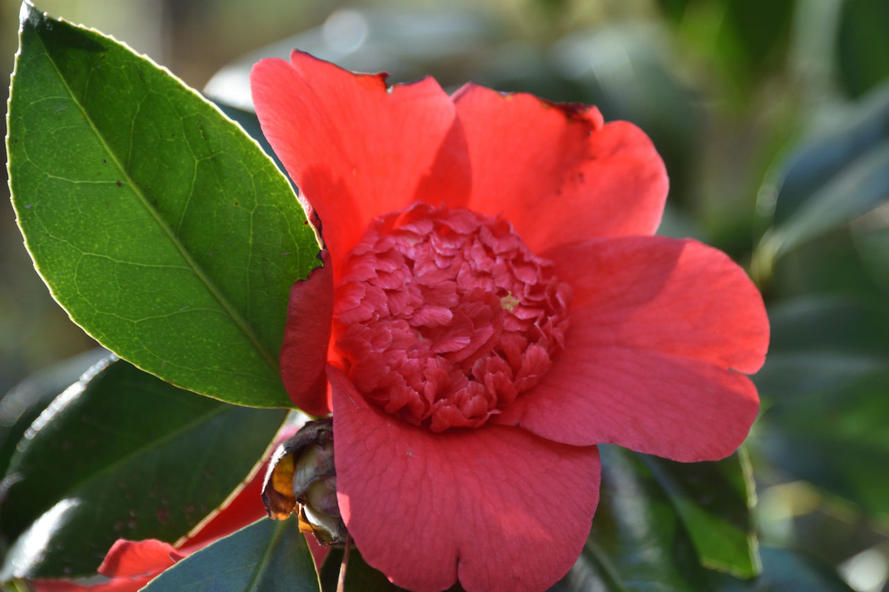 CLOSE-UP OF RED ROSE