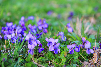 Close-up of purple crocus flowers on field