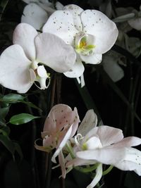 Close-up of white flowers blooming outdoors