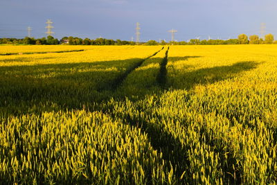 rapeseed