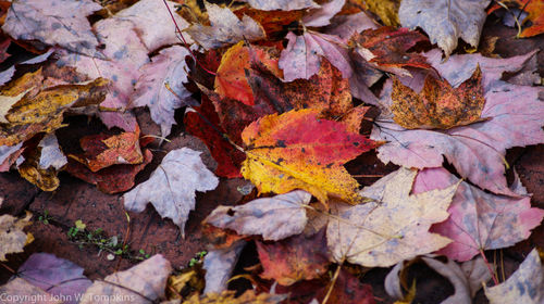 Full frame shot of maple leaves