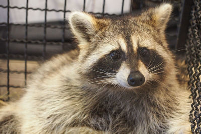 Close-up of raccoon in a cage