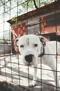 Portrait of white dog peeking through fence