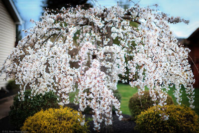 Close-up of white flowers blooming