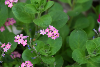 Close-up of pink flowering plant