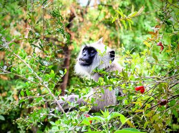 Monkey in a forest