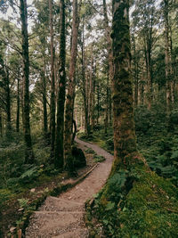 Footpath amidst trees in forest