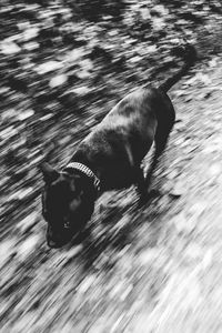 Dog looking away
