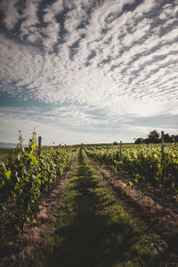 Scenic view of vineyard against sky
