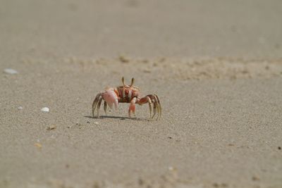 Close-up of crab on sand at beach