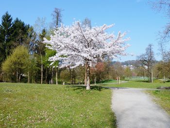 View of cherry blossom trees on field