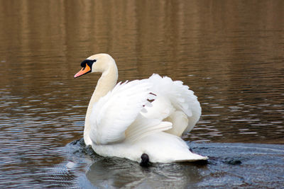 White swan swimming in lake