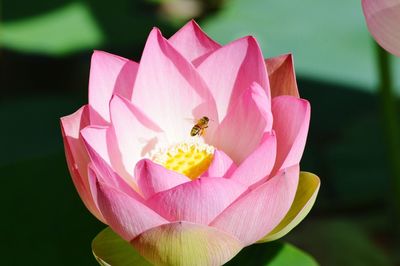 Close-up of bee pollinating flower