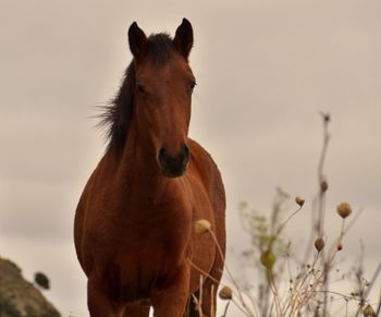 Close-up of horse standing on field against sky