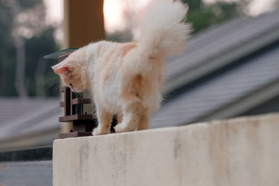 Close-up of a cat on retaining wall