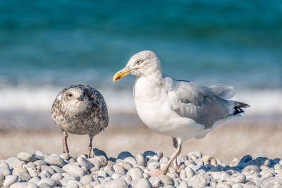 Seagulls perching on rock