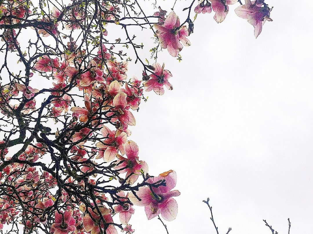 LOW ANGLE VIEW OF PINK FLOWERING TREE