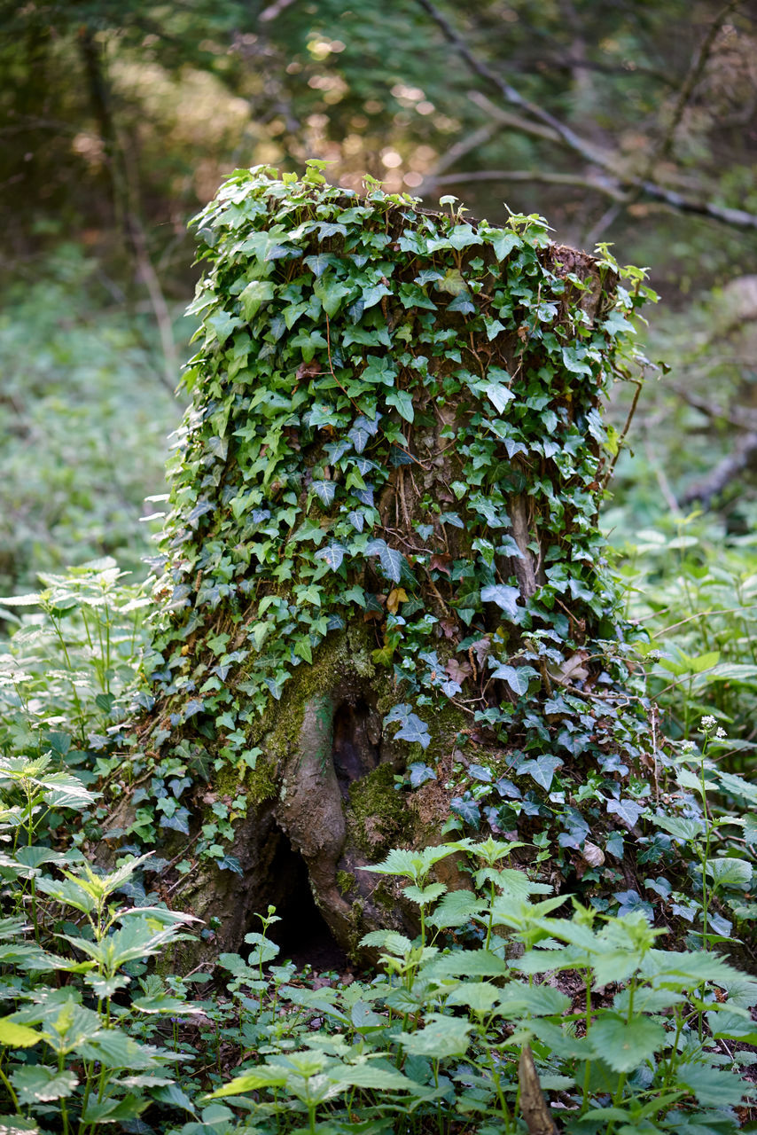 CLOSE-UP OF LIZARD ON TREE TRUNK