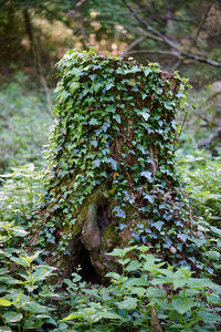 Close-up of lizard on moss covered tree