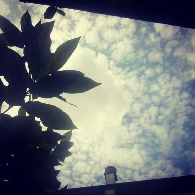 low angle view, sky, leaf, growth, cloud - sky, silhouette, nature, cloud, cloudy, tree, beauty in nature, day, high section, no people, outdoors, built structure, branch, plant, close-up, sunlight