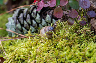 Close-up of snail on plant