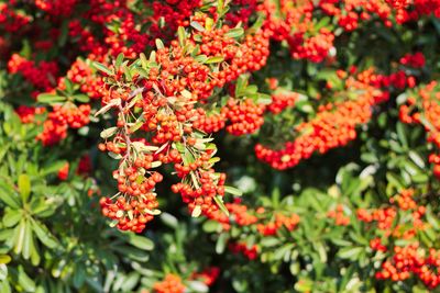 Close-up of red flowers growing on tree