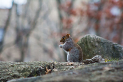 Squirrel on rock