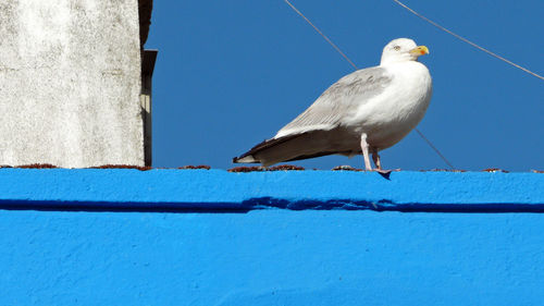 Low angle view of bird perching against clear blue sky