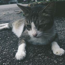 Close-up of cat relaxing outdoors