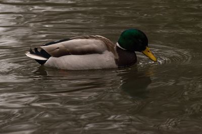 Duck swimming in lake