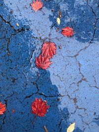 High angle view of red maple leaf on sidewalk