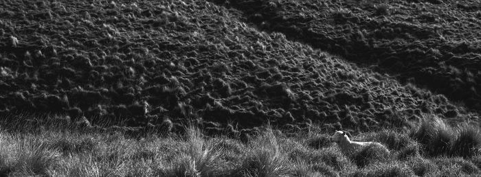 black and white