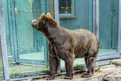 Lion standing by window