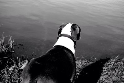 High angle view of dog standing at lakeshore