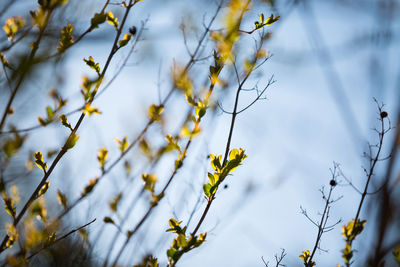 Low angle view of flower tree