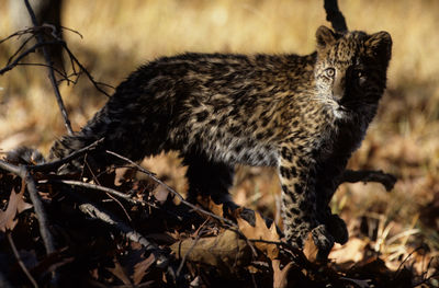 Portrait of cat on field