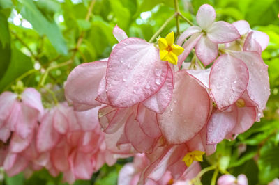 Close-up of pink flowers blooming outdoors